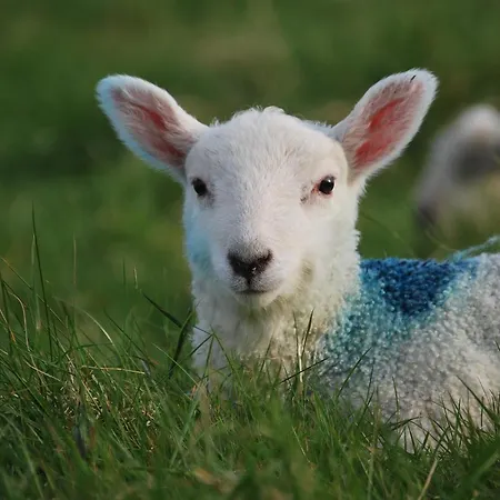 Dolphin 2* Inishbofin