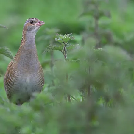 Ξενοδοχείο Dolphin