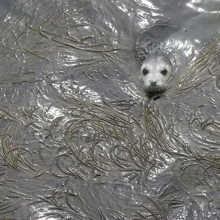 Hotel Dolphin Inishbofin