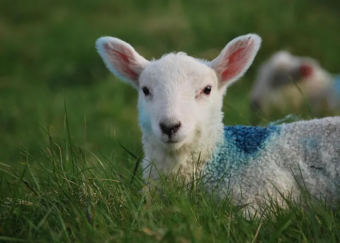 Dolphin 2* Inishbofin