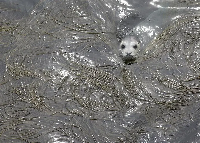 Hotel Dolphin Inishbofin